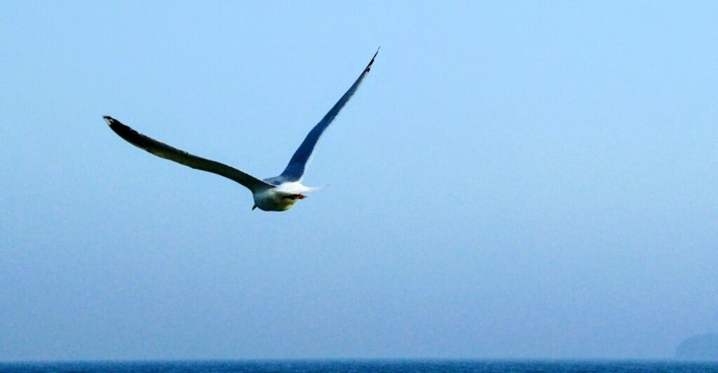 Fliegende Möwe vor blauem Himmel