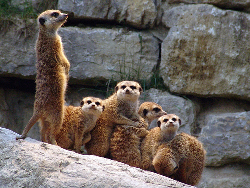 Erdm&auml;nnchen, von Joachim S. M&uuml;ller: http://www.flickr.com/photos/joachim_s_mueller/161114986/